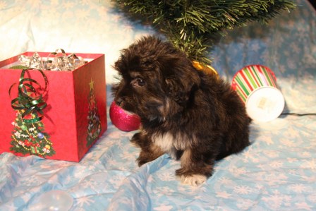 havanese-puppies